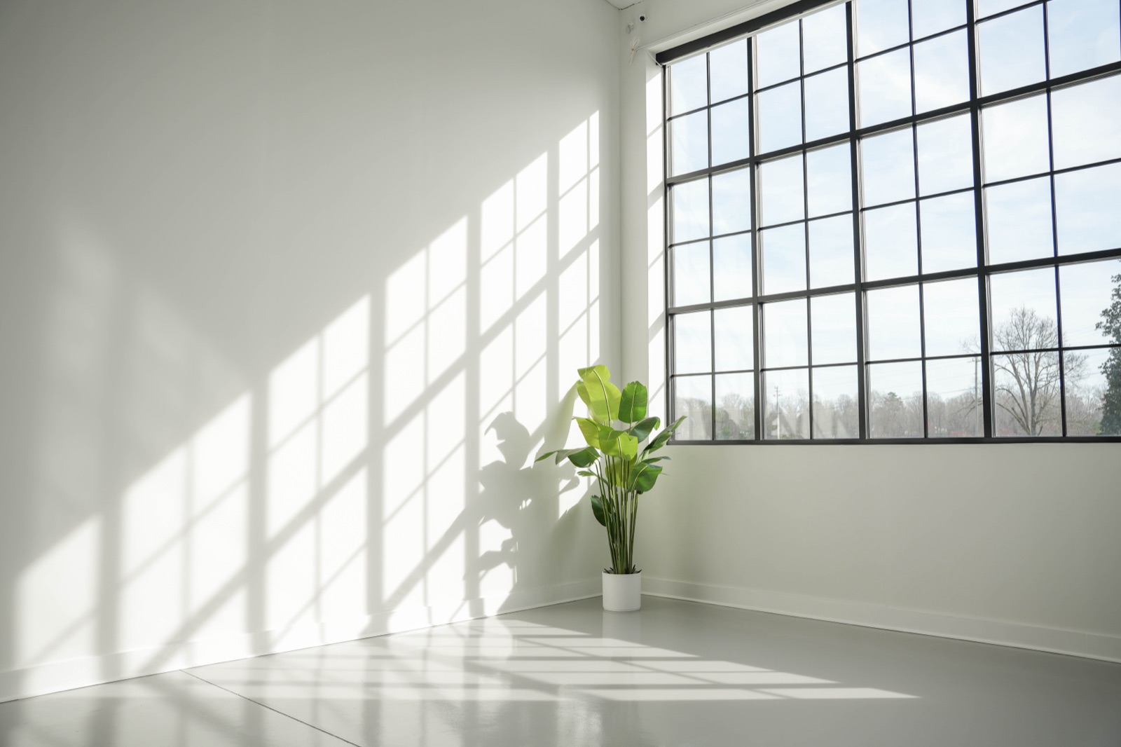 Sunlight bleeding through the south facing windows at the Flagship studio